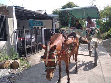 Eksistensi Transportasi Tradisional Dokar Di Lembah Palu 