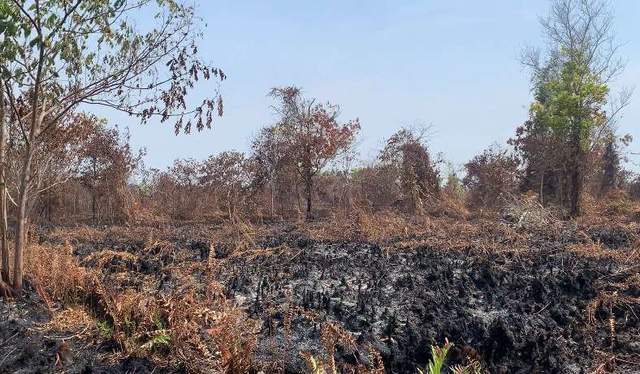 Kondisi Lahan Terbakar di Pontianak Tenggara 