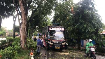 Angin Kencang Sebabkan Pohon Tumbang di Tengah Jalan 