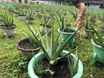 Hamparan Pertanian Lidah Buaya UPT Agrobisnis Pontianak