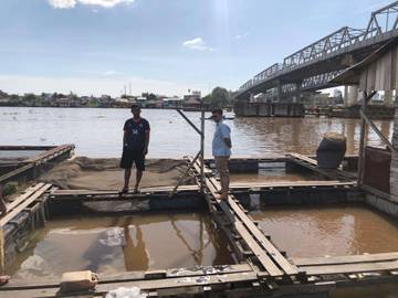 Warga Manfaatkan Sungai Kapuas untuk Budidaya Ikan 