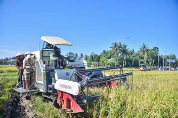 Produktivitas Meningkat, Bupati Kebumen Hadiri Panen Raya Padi