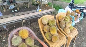  Nikmatnya Durian Kota Pagar Alam Sumatra Selatan