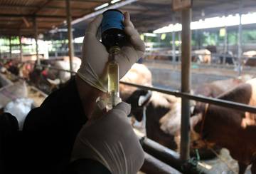 Pemeriksaan Kesehatan Sapi Kurban