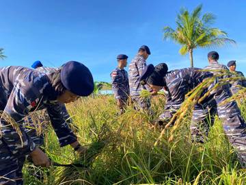 Mensukseskan Program Ketahanan Pangan, Lanal Ranai Panen Padi dan Jagung 