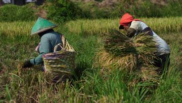 Petani Memanen Padi Di Kabupaten Kendal