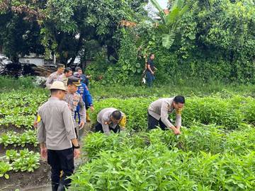 Kapolres Buleleng Panen Sayuran, Warga Sambangan Terbantu