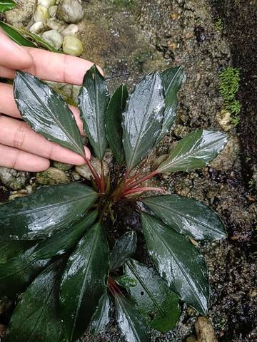 Bucephalndra Tanaman Endemik Memiliki Harga Jual Fantastis