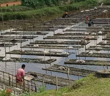 Sawah Apung
