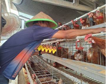 Telur Inovasi Baterai Layer Penuhi Gizi Harian Masyarakat