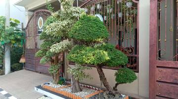 Koleksi Bonsai Menarik Pak Topo