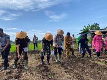 Penanaman Jagung Serentak 1 Juta Hektar di Kecamatan Wuryantoro