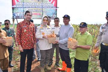 Bupati Sukoharjo Etik Suryani  Bersama Forkopimda Melakukan Panen Jagung