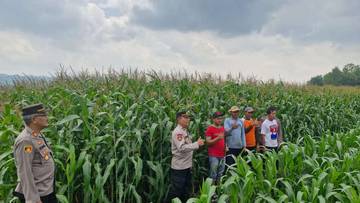 Polres Wonogiri Cek Lahan Jagung Siap Panen