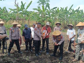Polres Wonogiri Gelar Panen Raya Jagung Serentak