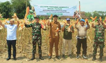 Dandim 0723/Klaten Hadiri Panen Jagung Hibrida Raja Tujuh  