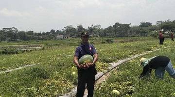 Wisata Petik Buah Demakijo Diserbu Pengunjung