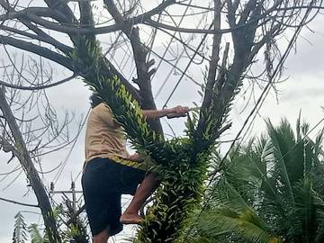 Jaga Kebersihan, DLH Potong Pohon Kering di Bahu Jalan 
