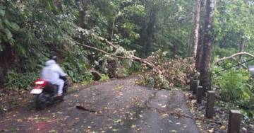 Pohon Tumbang di Kampung Salili Hambat Arus Lalulintas