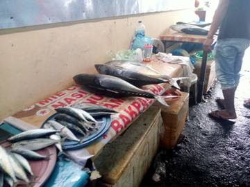 Harga Ikan Murah dan Stok Bapok Tersedia 