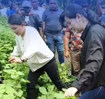 Tuari Panen Nilam Bersama Warga di Desa Lenganeng 