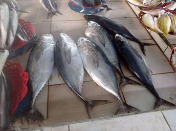  Harga Ikan di Pasar Peta