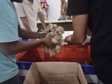 Pemda Sangihe Lelang Sarang Walet Pulau Kalama 