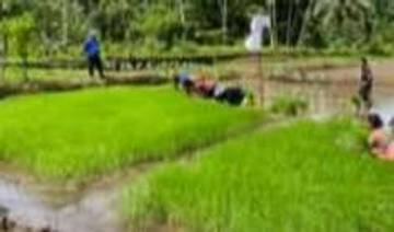Kampung Talorang Tabukan Utara Sangihe Tanam Padi Sawah