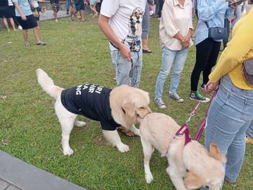 Kontes Anjing Ras Pet Expo Tondano