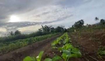 Pemdes Bunobogu: Pasokan Sayur SPPG Dipenuhi Petani Lokal