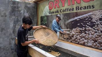 Produksi Kopi Luwak Lembang Tembus Pasar Dunia