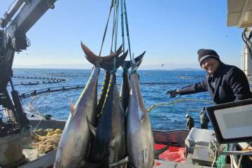 Budidaya Tuna Jadi Solusi untuk Penurunan Populasi