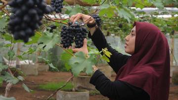 Wisata Pertanian Anggur Ukraina di Salatiga