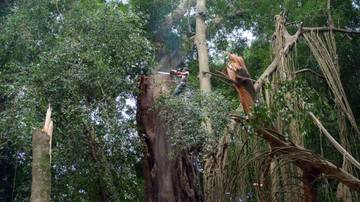 Monkey Forest Ubud Tutup Sementara Usai Pohon Tumbang