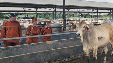 Pemberian Vaksin dan Pemeriksaan Sapi Impor di Tangerang