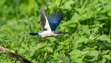 Birdwatching at the East Java's Baluran National Park