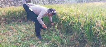 Polres Kulon Progo Panen Perdana di Bulak Nglatek 