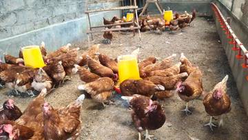 Tren Generasi Muda Beternak Ayam Petelur dengan Cage Free 