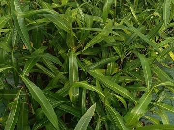 Melestarikan Tanaman Langka dari Lereng Merapi