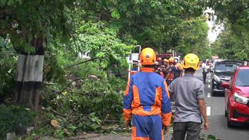 Pepohonan di Kota Yogyakarta Tumbang Diterpa Angin Kencang