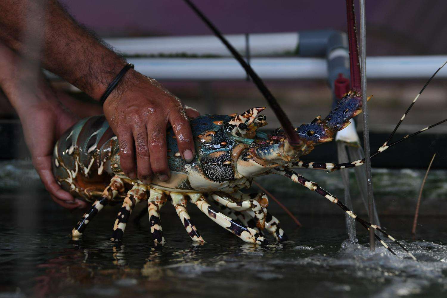 ​Aneka Hidangan Laut Menu Utama Tamu KTT ASEAN