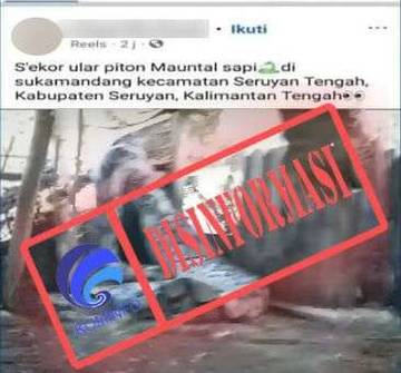 Hoaks Video Ular Makan Sapi di Kalimantan Tengah