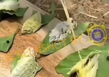 Hoaks Ulat Bulu Membunuh 16 Anak