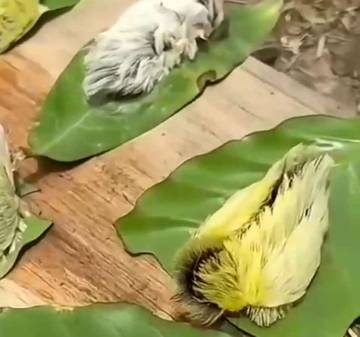 Soal Ulat Bulu Mematikan, Ini Faktanya