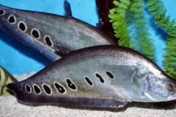 Ikan Belida Palembang, Hewan Legenda yang Terancam Punah