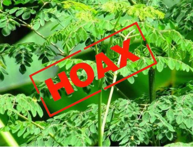 Fakta Daun Kelor