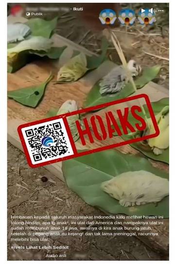 [HOAKS] 16 Anak di Kabupaten Pamekasan Tewas akibat Ulat Bulu Amerika