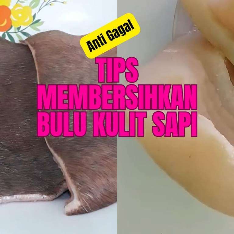 Tips Membersihkan Bulu pada Kulit Sapi