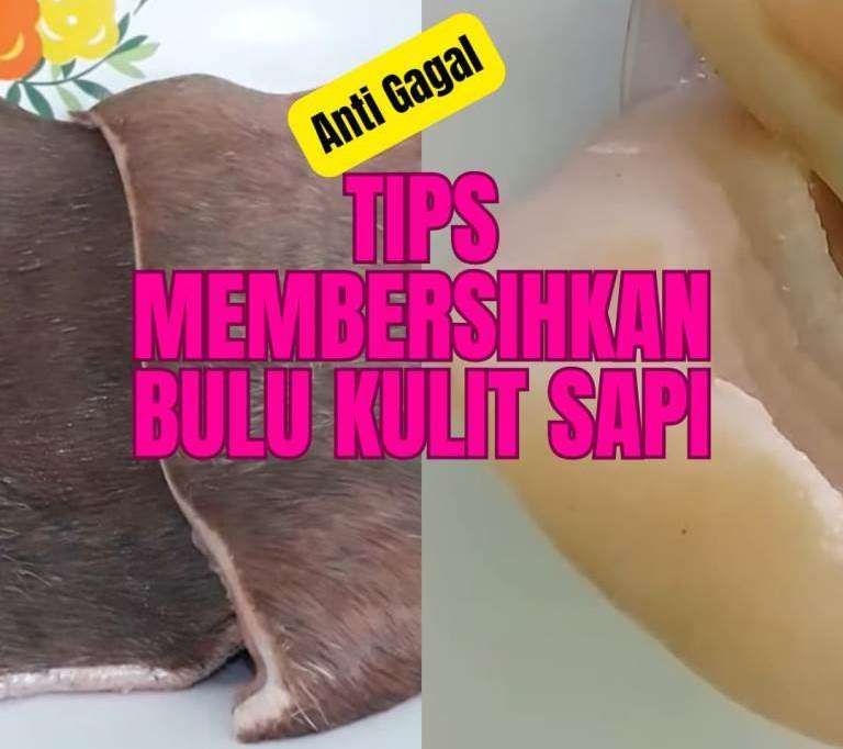 Tips Membersihkan Bulu pada Kulit Sapi