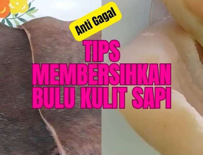 Tips Membersihkan Bulu pada Kulit Sapi